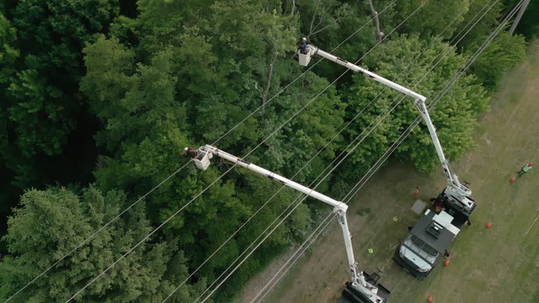 Mount Sterling, KY Tree Removal Company